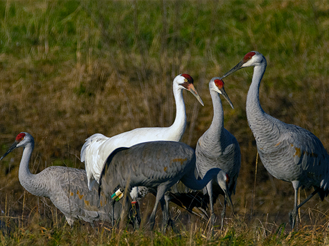 Whooping and Sandhill Cranes by Andy Wraithmell